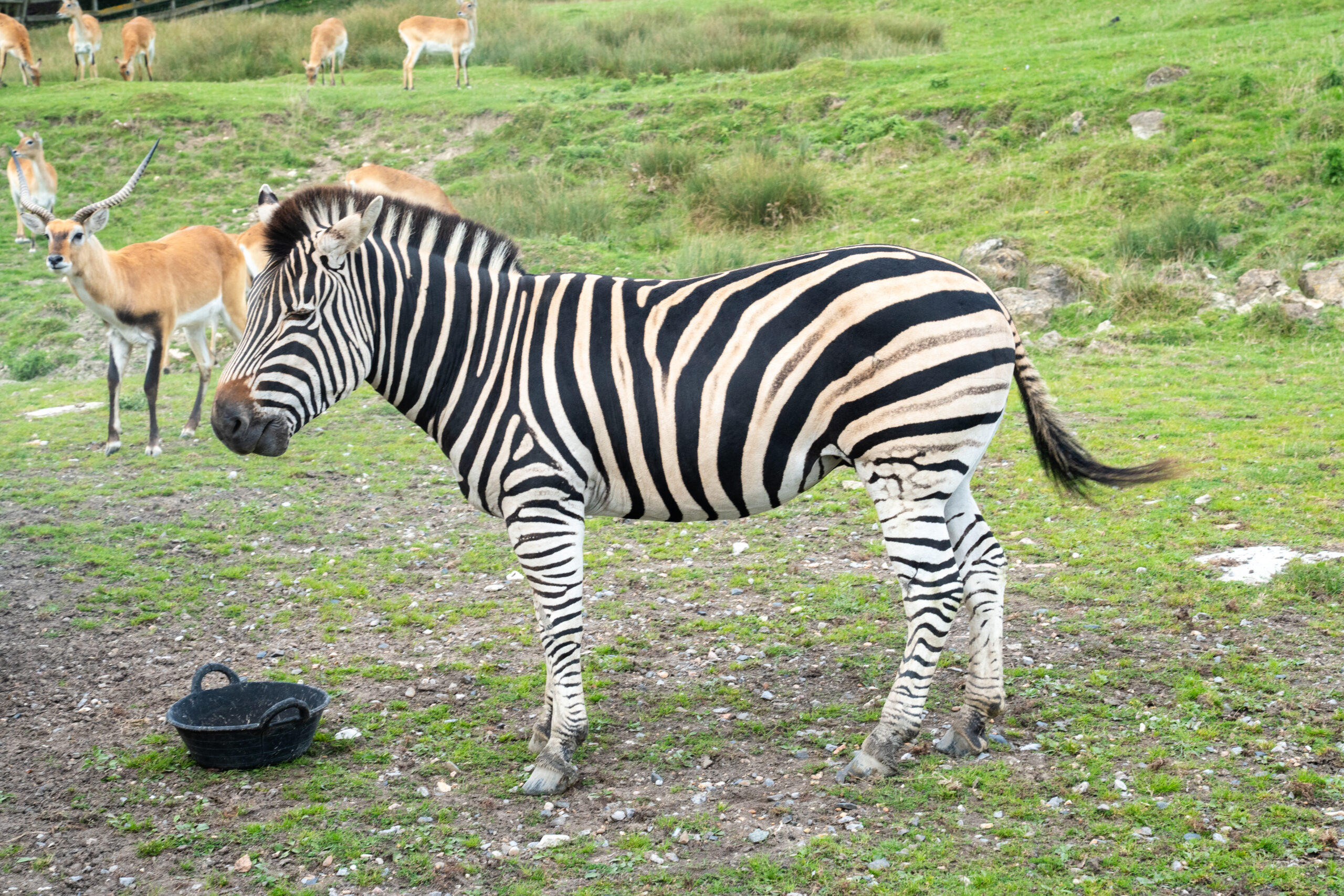 Safari animals taken by port Lympne wedding photographer 