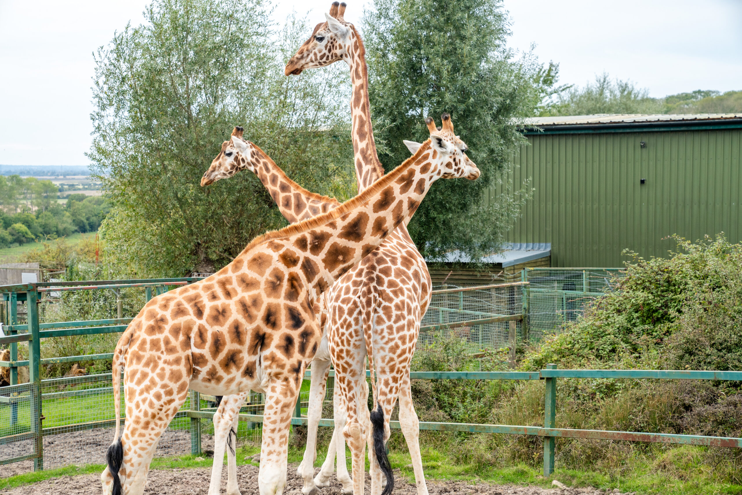 Port Lympne safari animals in Kent 