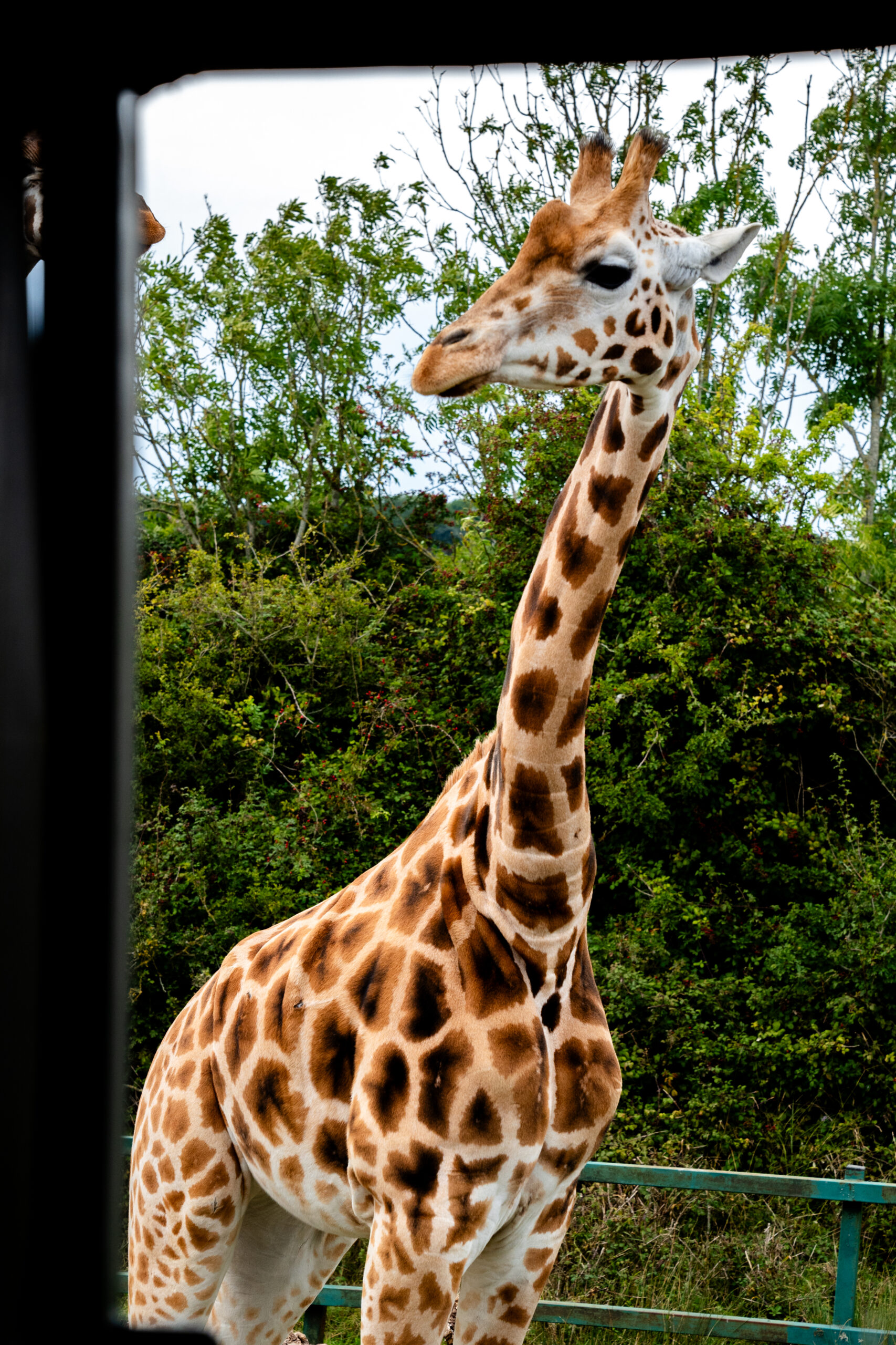 Port Lympne safari animals in Kent