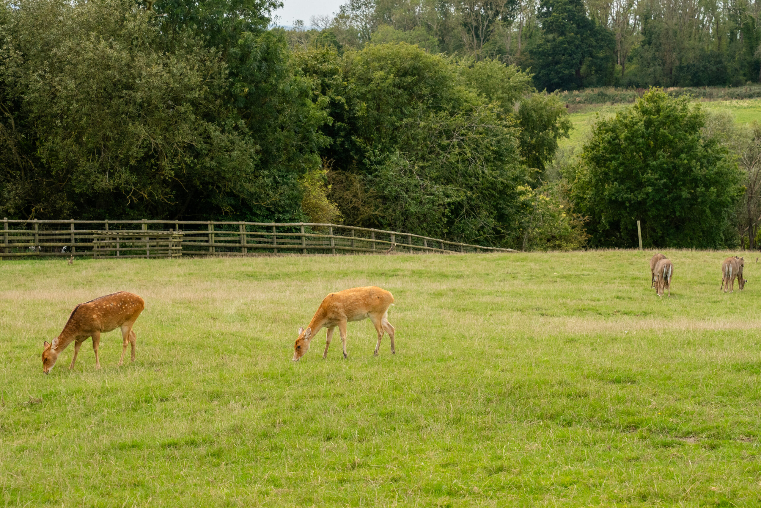 Safari animals 