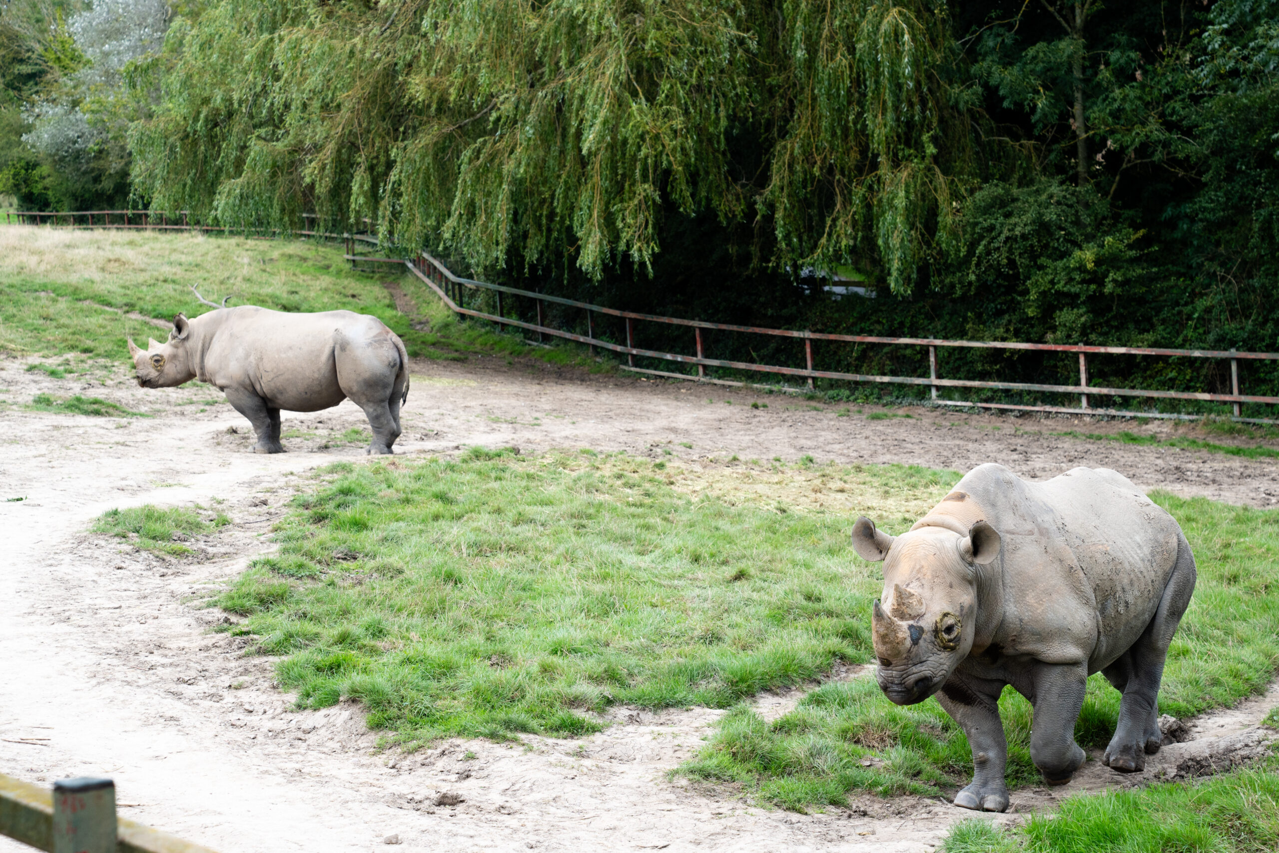 Safari animals taken by port Lympne wedding photographer 